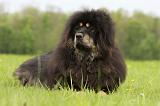 DOGUE DU TIBET 804